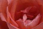 Inside a red rose