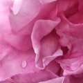 Tear on a pink rose