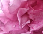 Tear on a pink rose